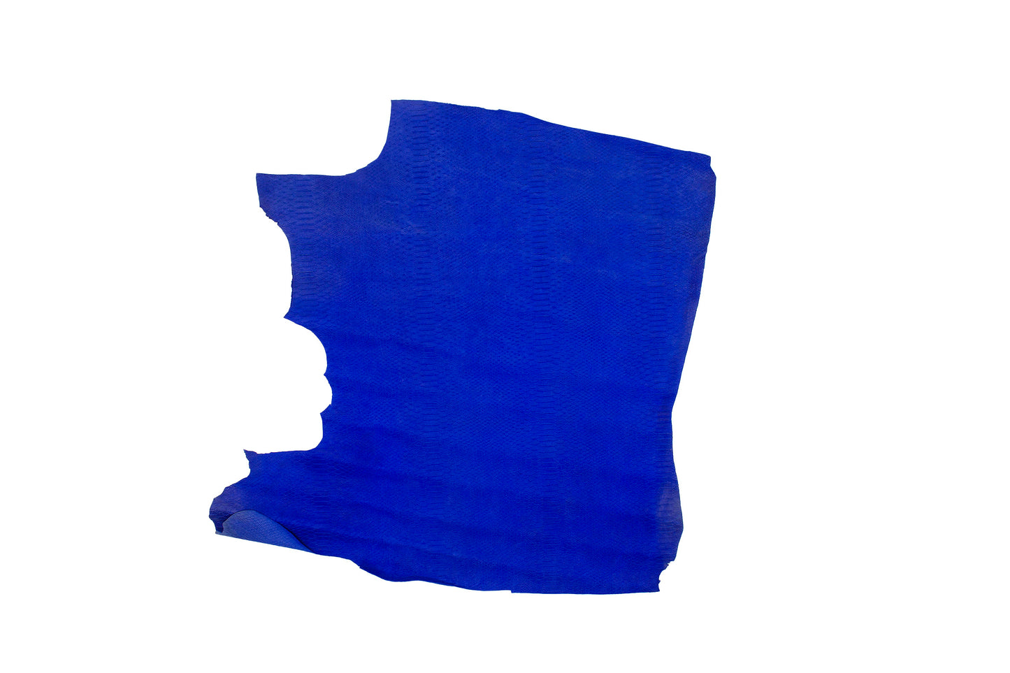 Trozo de piel grabado serpiente escama natural azul electrico