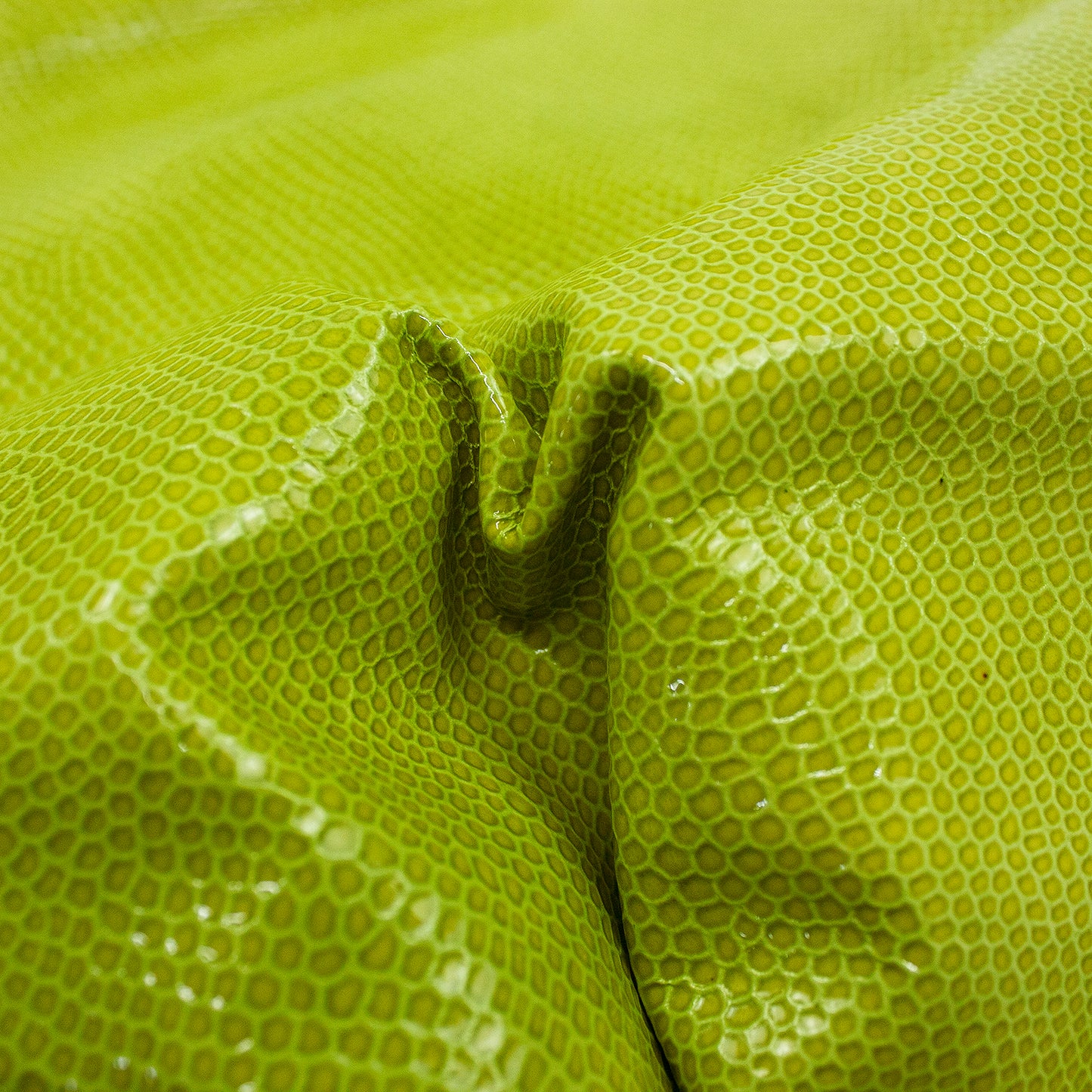 Trozo de piel grabado serpiente verde slime