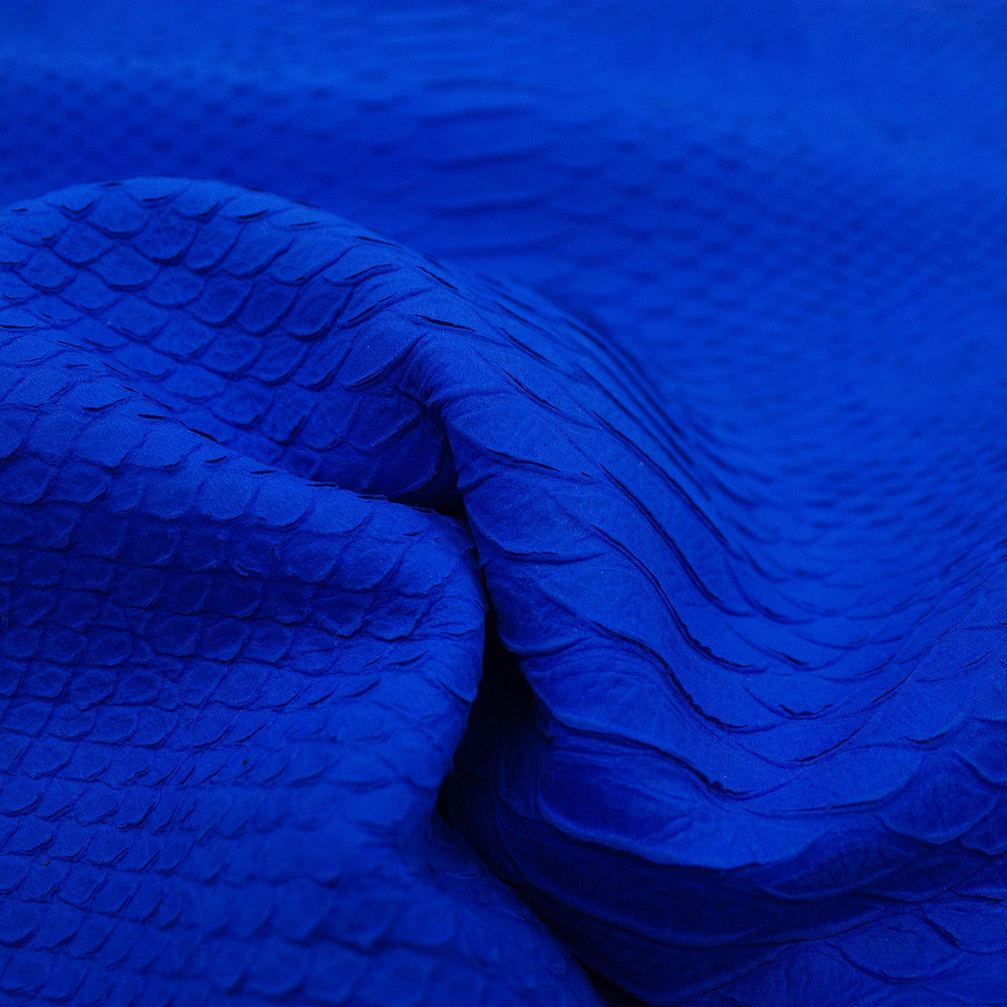 Trozo de piel grabado serpiente escama natural azul electrico