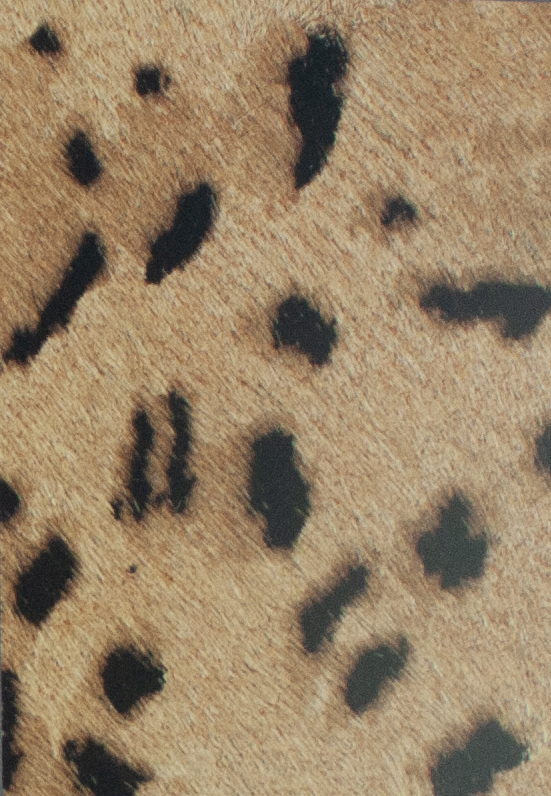 Coleccion Vacuno Pelo Animal Print CONTINUIDAD